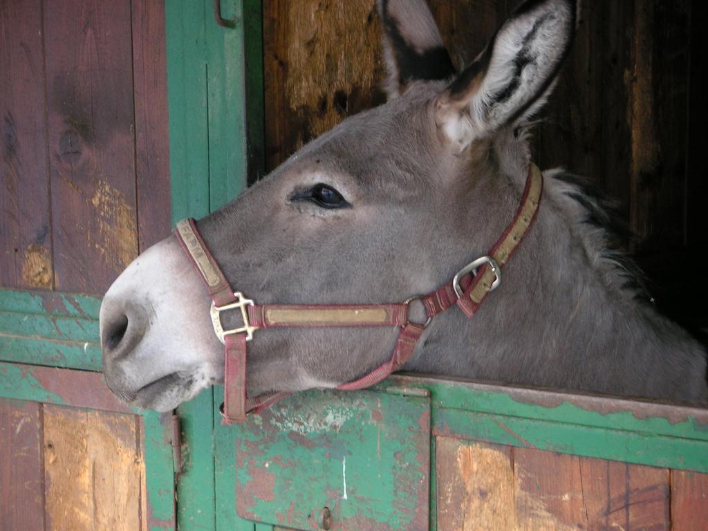 Fano's Farm Suno