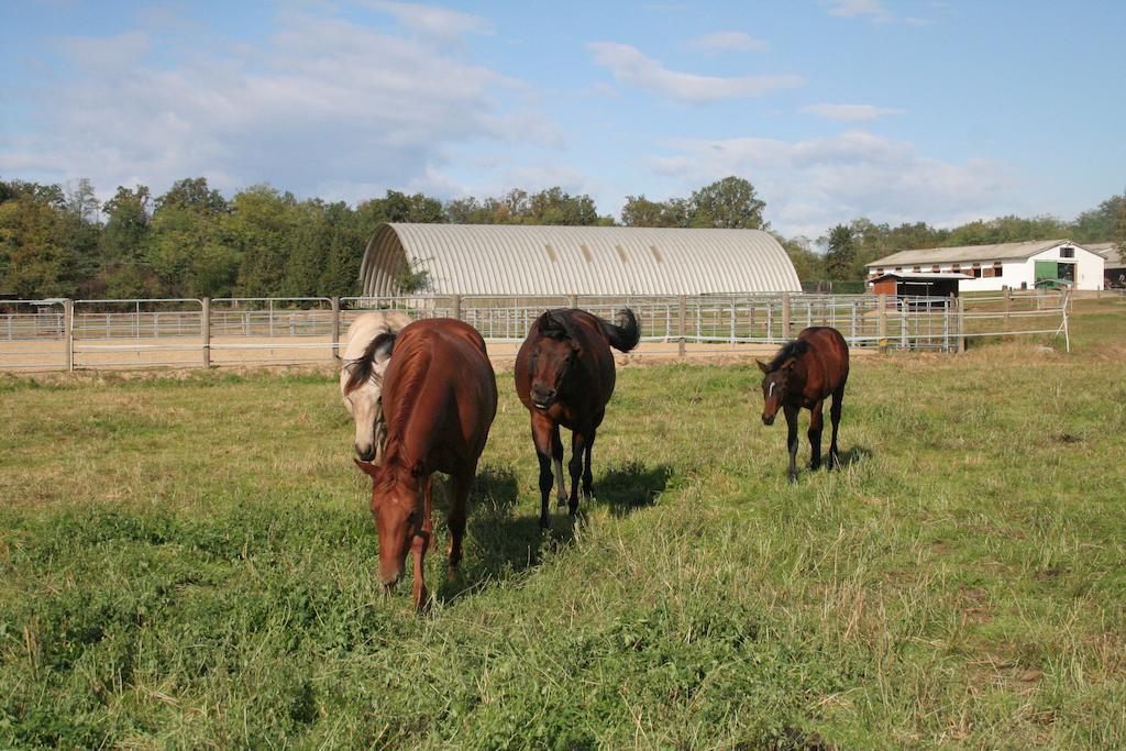 Fano's Farm Suno