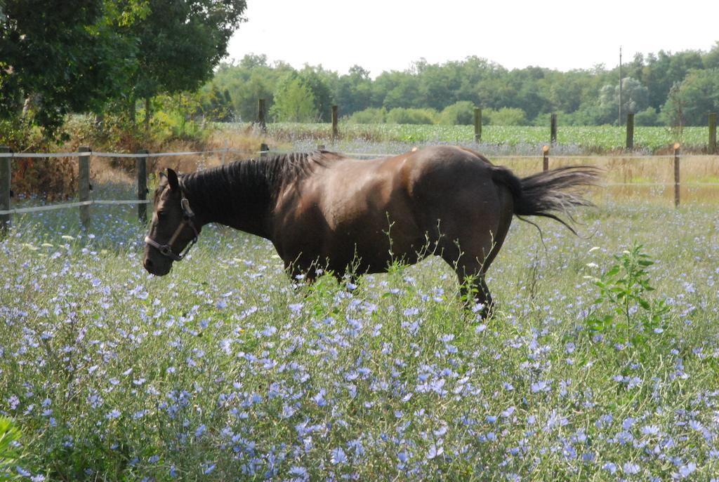 Fano's Farm Suno