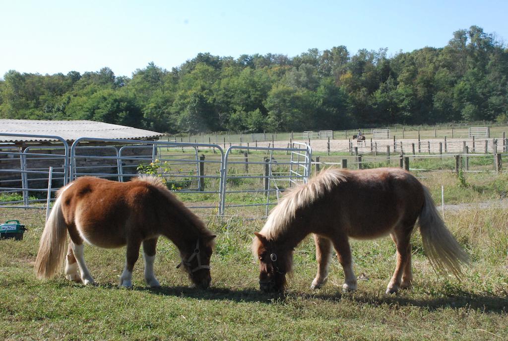Fano's Farm Suno