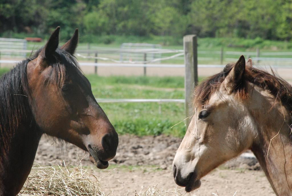 Fano's Farm Suno